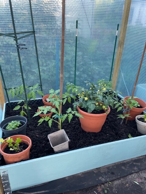 Das Bild zeigt ein Tomatengewächshaus mit verschiedenen Tomatenpflanzen und Petersielen- und Basilikum-Töpfen.